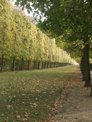 Arbres Versailles.jpg